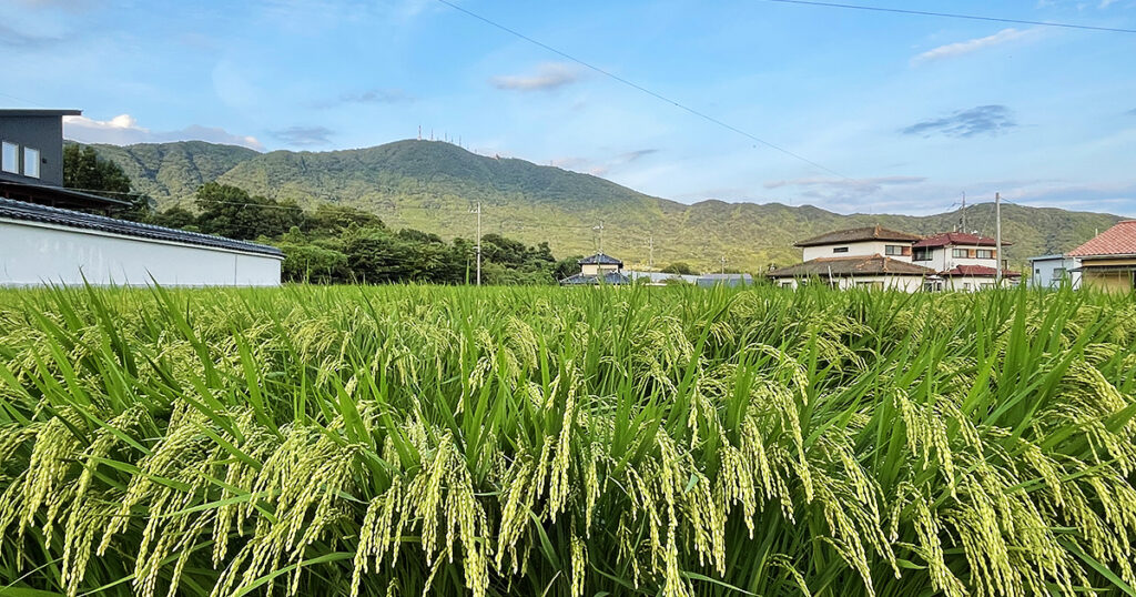 防府教室前の田んぼ